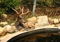 鹿形雕塑,自然石,景石,水池