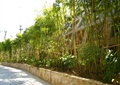 竹林,种植池,矮墙,园路