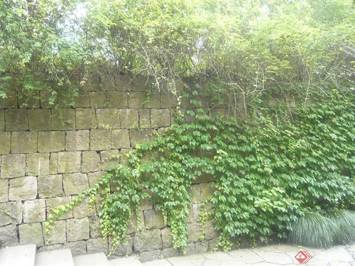石墙,矮墙,藤蔓植物,石台阶,地面铺装,村庄景观爬山虎