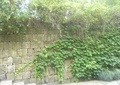 石墙,矮墙,藤蔓植物,石台阶,地面铺装,村庄景观