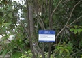 标示牌,景观树