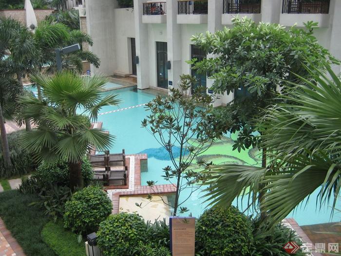 游泳池景观,景观树,住宅景观棕榈
