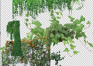 5种藤曼植物设计PSD图