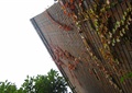 藤蔓植物,垂直绿化,砖墙