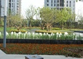 种植池,花卉植物,喷泉水池景观,景观树,水生植物,路灯,住宅景观