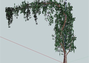 园林景观藤蔓植物设计SU(草图大师)模型