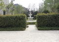 植物墙,园路,地面铺装,喷泉水池景观,住宅景观