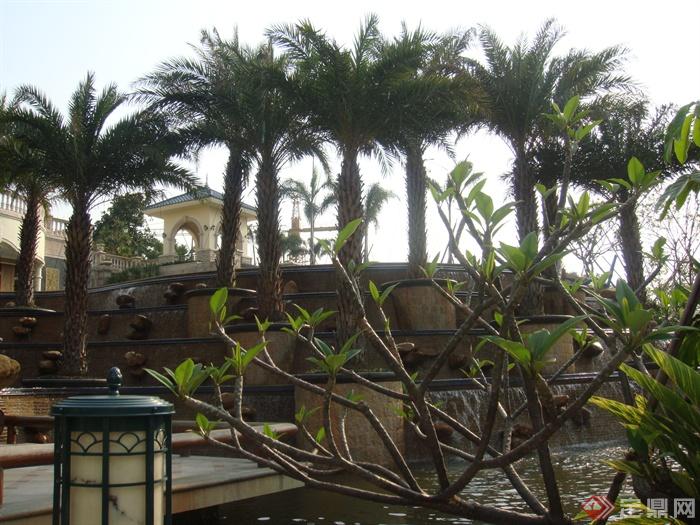 路灯柱,水池,树池,台阶式水景棕榈