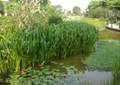 水生植物,水体景观