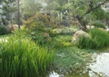 水生植物,景石,观花乔木,草坪,住宅景观
