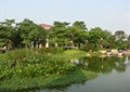 水池景观,水生植物,景观树,住宅景观