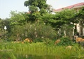水池景观,水生植物,景石,景观树,住宅景观