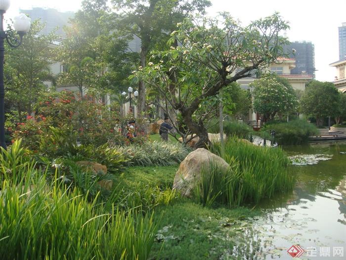 水池景观,景石,观赏草,水生植物,景观树,住宅景观
