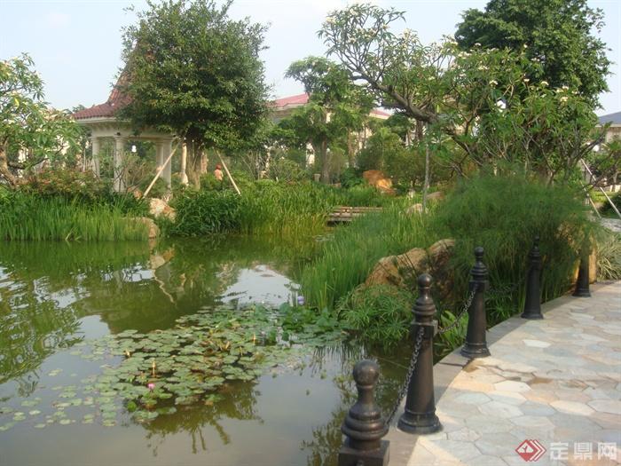 铁艺栏杆,水池景观,水生植物,地面铺装睡莲,旱伞草