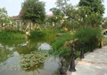 铁艺栏杆,水池景观,水生植物,地面铺装