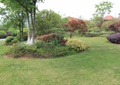 草坪景观,树池,景观树,彩色乔木,住宅景观