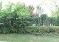 围墙,树池,花池,草坪