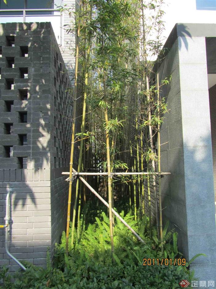 景观植物肾蕨,竹子