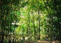 竹林景观,竹林