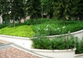 绿化带,花坛,树池,地面铺装,灌木丛