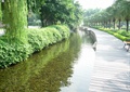 溪水景观,亲水木平台,木栈道,绿化带