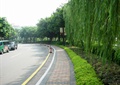 道路绿化,人行道,灌木带