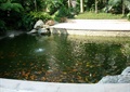 小区水池,金鱼,景石