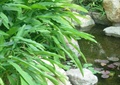溪水景观,荷花池,自然景石