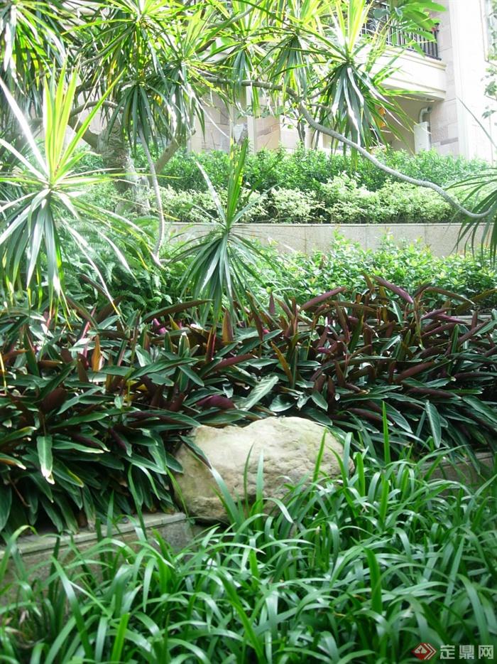 小区绿化带,自然景石吉祥草,七彩竹芋