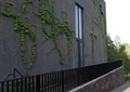 教学楼建筑垂直绿化,铁艺栏杆