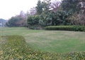 绿篱,草坪