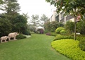 小区中庭景观,草坪,绿篱,灌木带,大象雕塑