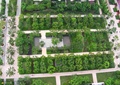 小区绿化,园路,圆形树池