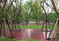 方形树池,木平台
