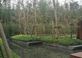 小区绿化,水池,树池