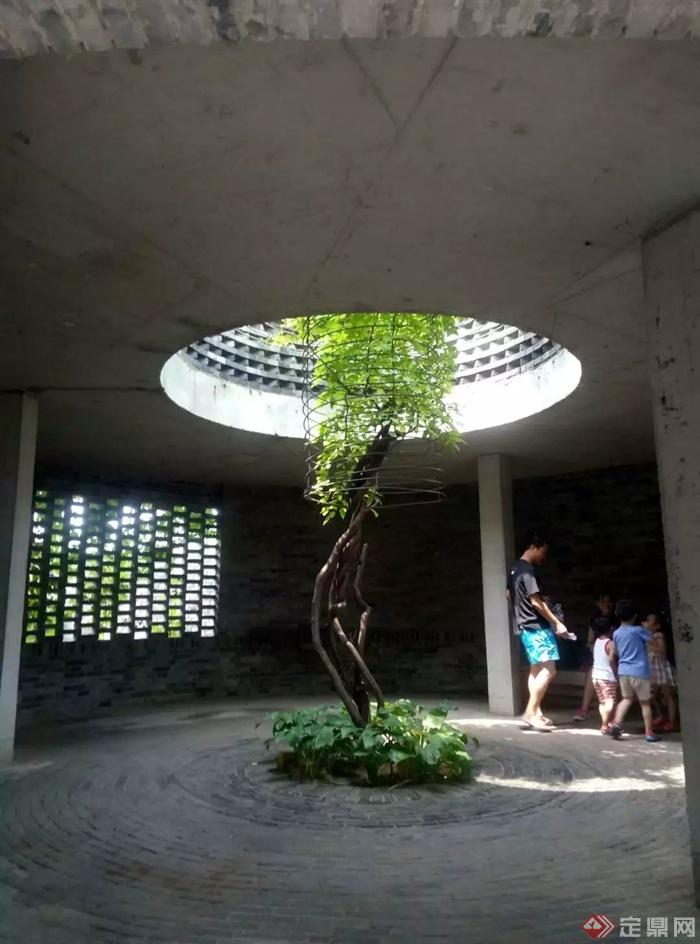 圆形天井,藤蔓植物