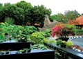 小区台阶式水池,水生植物,花钵