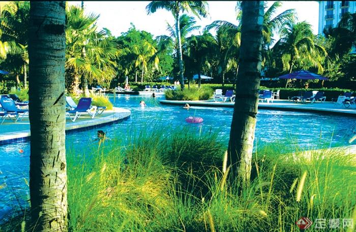 户外泳池,露天泳池,观赏草椰子树