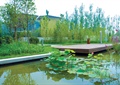 小区水池,亲水平台,水生植物,庭院灯