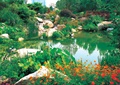 自然水池,景石,花卉植物