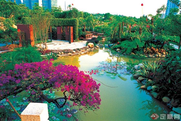 小区水池,花卉植物,景石三角花