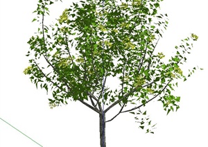 园林景观节点小乔木设计SU(草图大师)模型