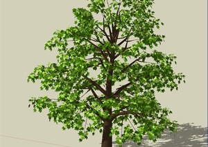 园林常用行道树法桐树设计SU(草图大师)模型