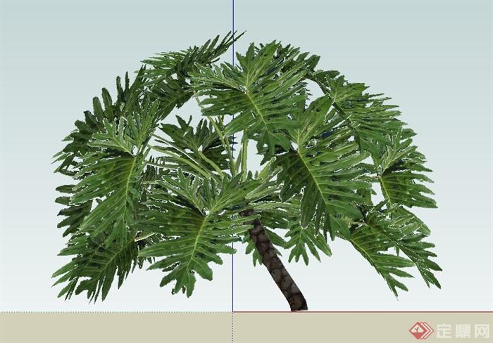 庭院景观常用植物龟背竹设计SU模型(1)