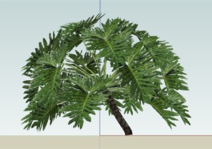 庭院景观常用植物龟背竹设计SU(草图大师)模型