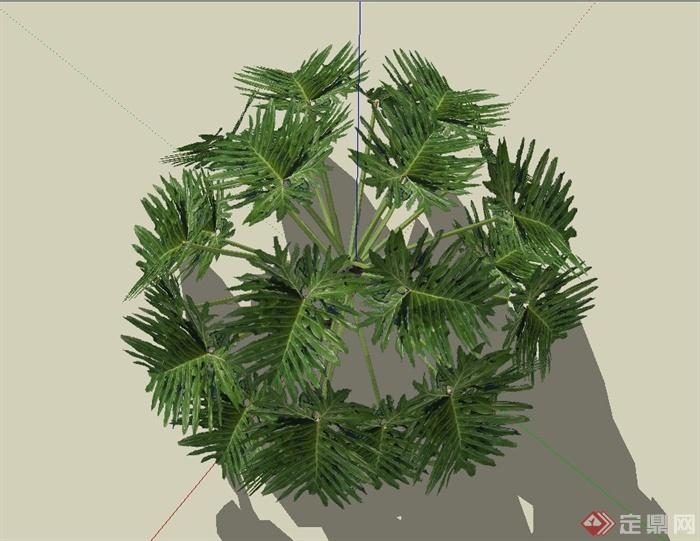 庭院景观常用植物龟背竹设计SU模型(3)