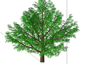 五棵景观常用行道树设计Su模型