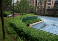绿篱,游泳,游泳池景观