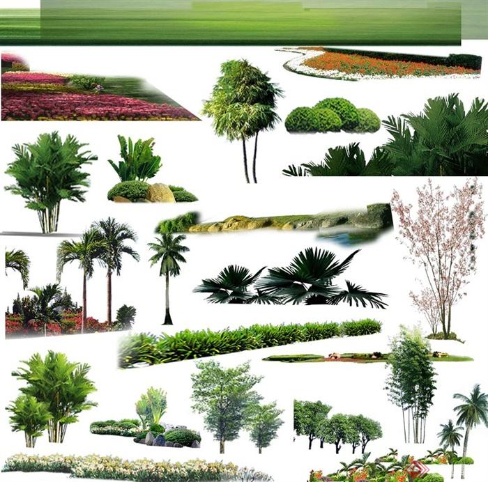 园林景观绿化植物psd素材(1)