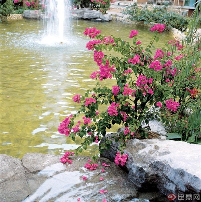 喷泉水池,自然石驳岸杜鹃花